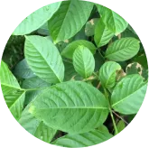 Phytomem One™ Corosolic Acid (Banaba Leaf Extract)