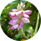Phytomem One™ Kudzu Flower Extract